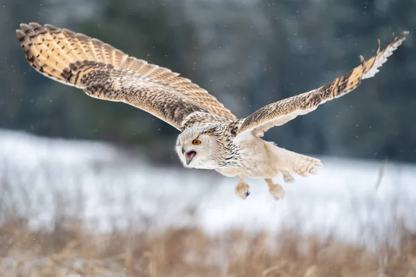 Gritando Búho Águila Siberiana Mientras Vuela Naturaleza Invernal Bubo Bubo —  Fotos de Stock