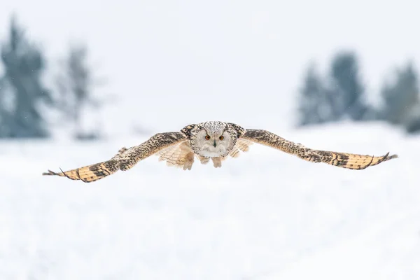 広がった翼を持つ空中シベリアワシフクロウ 飛行中のフクロウの前のショット 野生動物の冬の動物のシーン シビルカス — ストック写真