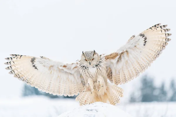 シベリアイーグルフクロウ雪と岩に着陸する 寒い冬に広く普及した翼で着陸タッチダウン 野生動物のシーン シビルカス — ストック写真