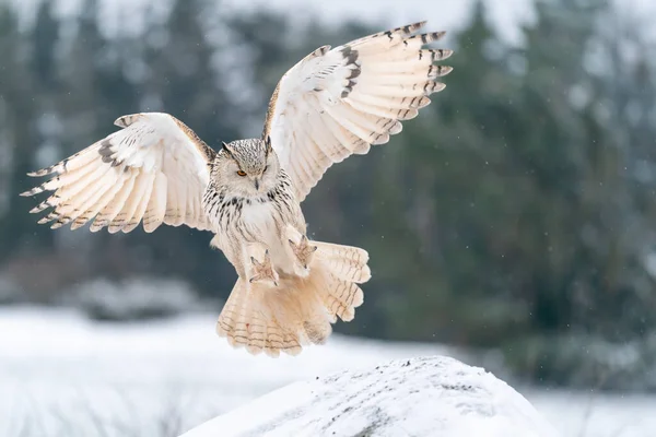 背景に森のある岩に着陸するシベリアイーグルフクロウ 寒い冬に広く普及した翼で着陸タッチダウン 野生動物のシーン シビルカス — ストック写真