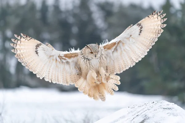シベリアワシフクロウ着陸 寒い冬に広く普及した翼を持つ雪の大きなフクロウで岩に触れる 野生動物のシーン シビルカス ヨーロッパの冬の自然 — ストック写真