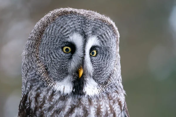 Great grey owl portrait. Closeup big owl with blurred background. Strix nebulosa. Symbol of wisdom. Animal theme.
