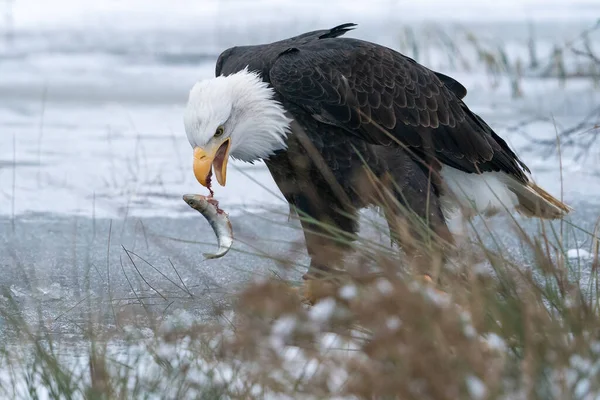秃鹰在结冰的湖上捕鱼 冬天的自然美国的象征 猛禽在他的自然栖息地 寒冷的冬季场景 Haliaeetus Leucohead — 图库照片
