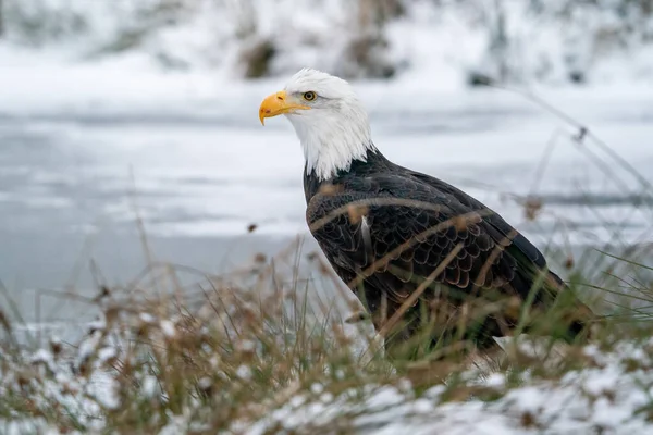 Bald Eagle Standing Shore Frozen Lake Winter Nature American Symbol — Stock Photo, Image