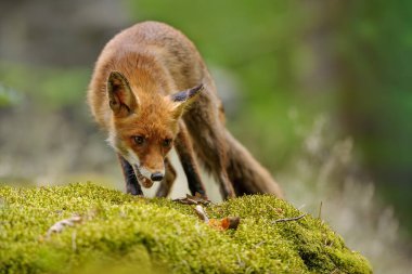 Açık moouth 'lu kızıl tilki doğal orman ortamındaki yosunlu kayalarda avını takip ediyor. Vulpes vulpes. Bir tilki ile Hayvan teması.