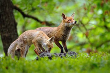 Doğal ortamlarında iki kızıl tilki. Peri masalı tarzında bir hayvan teması. Şirin iki tüylü hayvan. Vulpes vulpları.