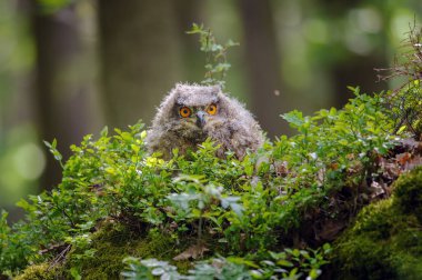 Güneşli bir günde ormanın içinde yabanmersini tarlasında genç Avrasya kartalı baykuşu. Yumuşak, sevimli bir hayvan. Doğal tema. Bubo bubo
