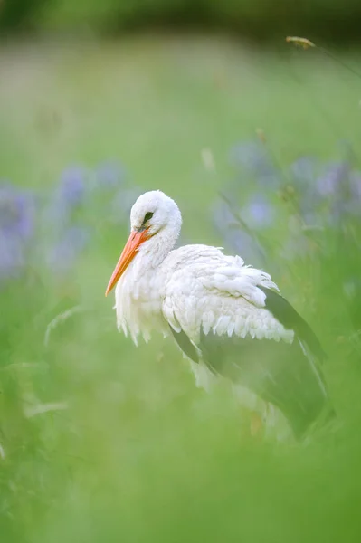 White Stork Standing Green Meadow Blurred Foreground Background Ciconia Ciconia — Stock Photo, Image