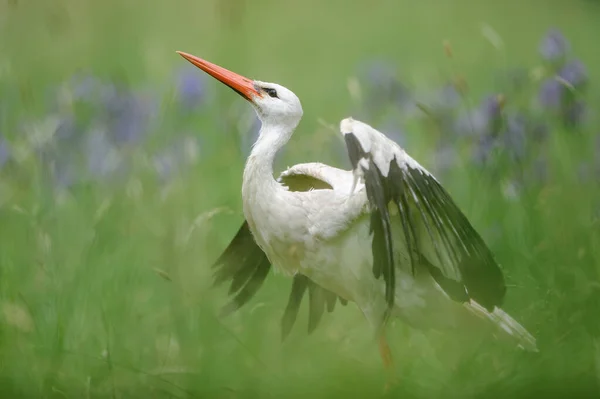 Witte Ooievaar Met Uitgestrekte Vleugels Een Groene Voorjaarsweide Ciconia Ciconia — Stockfoto