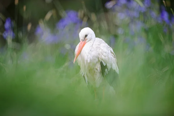 Vit Stork Som Står Äng Med Blå Blommor Bakgrunden Sagostil — Stockfoto