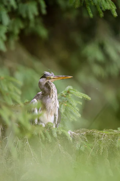 Heron Sitting Branch Coniferous Tree Sunny Day Forest Background Ardea — Stock Photo, Image