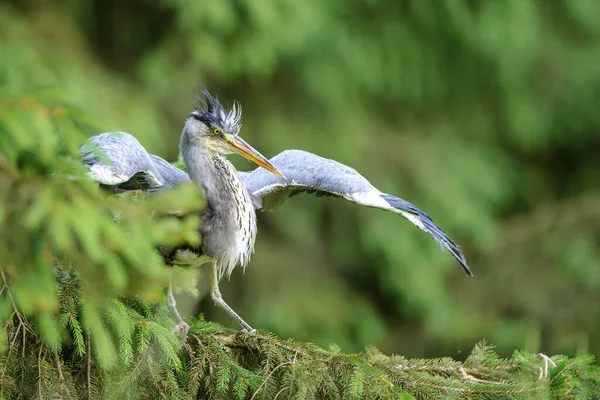 Grijze Reiger Met Uitgestrekte Vleugels Een Bosrijke Omgeving Van Naaldbomen — Stockfoto