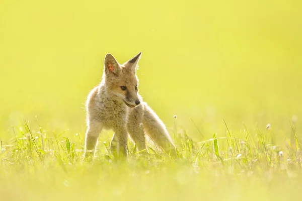 バックライト付きの緑の草の上にかわいい小さな赤いキツネ 木彫の彫刻 狐の子だ 動物の野生動物 赤ちゃん動物 — ストック写真
