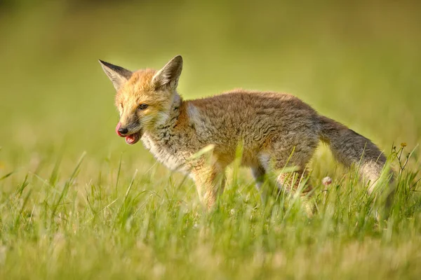 Cachorro Zorro Lamiendo Sobre Hierba Verde Soleado Día Primavera Vulpes — Foto de Stock