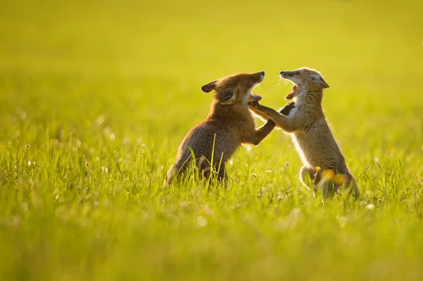 Две Милые Лисицы Играют Траве Закате Две Маленькие Лисицы Дерутся — стоковое фото