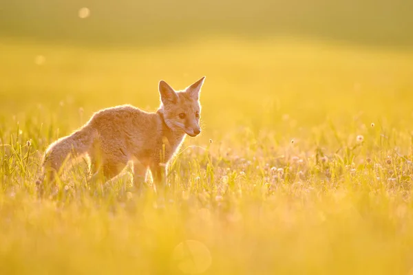 美しい黄金のバックライトと日没の間に草の上の画像の左側に立ってかわいい小さなキツネ Vulves — ストック写真