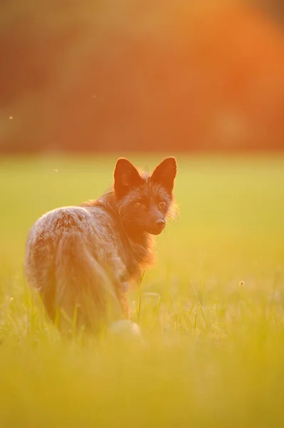 Black fox looking back in golden hour with beauty sunsetorange backlight. Vulpes vulpes