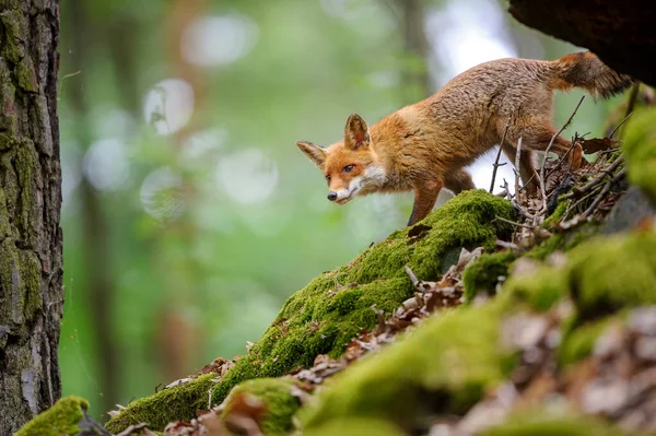 Raposa Vermelha Curoius Floresta Único Animal Descer Rochas Musgosas Natureza — Fotografia de Stock