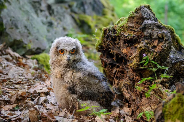 Stock image A freshly fledged Eurasian eagle-owl calf exploring its surroundings on the ground in the forest. Bubo bubo