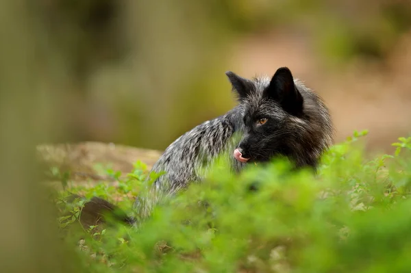 A licking black fox hidden in the grass in the middle of the forest. Vulpes vulpes.