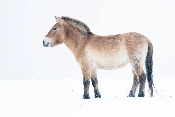 Przewalski Paard Met Sneeuw Linkerzijde Van Het Paard Witte Achtergrond — Stockfoto