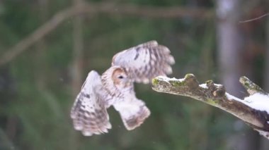 Tawny owl touch down tree branch with snow in slow motion. Small brown owl landing in winter forest. Bird landing in european wildlife nature. Strix aluco. Cold winter season, animal theme.