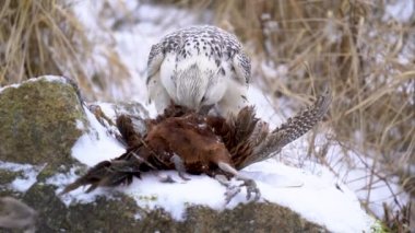 Gyrfalcon karlı zeminde avlanan sıradan bir sülünü topluyor. Sarı çimenlikteki karlı kayanın önünde dua eden kuş. Falco rusticolus