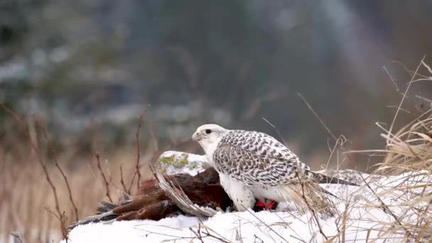 Gyrfalcon Plucking Hunted Common Pheasant Snowy Ground Bird His Pray — Vídeo de stock
