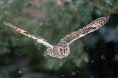 Soğuk kar ormanlarında uzun kulaklı baykuş doğrudan kameraya doğru uçuyor. Kuş uçuşunun donmuş hareketi. Asio Otus.
