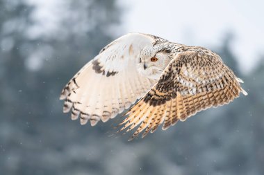 Sibirya Kartalı Baykuşu sağdan sola doğru uçuyor. Kanatları açık baykuşun yakın çekimi. Hayvan kış teması. Bubo bubo sibircus. Avrupa kış doğası.