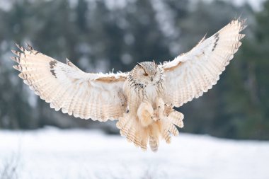 Sibirya Kartalı Baykuşu iniş yapıyor. Soğuk kış aylarında geniş kanatları olan büyük baykuş karla kayaya iner. Vahşi yaşam hayvan sahnesi. Bubo bubo sibircus. Avrupa kış doğası