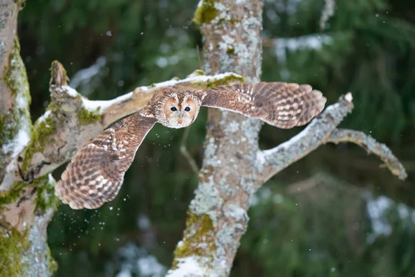 Tawny Owl Široce Roztaženými Křídly Létající Lese Divoké Přírodní Zvíře — Stock fotografie