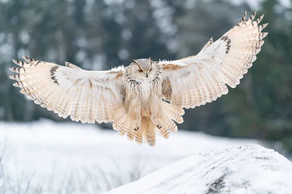 シベリアイーグルフクロウ雪と岩に着陸する 寒い冬に広く普及した翼で着陸タッチダウン 野生動物のシーン シビルカス — ストック写真