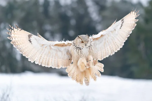 stock image Siberian Eagle Owl landing down. Touch down to rock with snow Big owl with widely spread wings in the cold winter. Wildlife animal scene. Bubo bubo sibircus. European winter nature