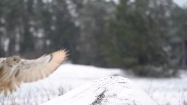 Sibirya Kartalı Baykuşu yavaşça kayayla kayaya iniyor. Soğuk kışta geniş bir alana yayılmış kanatlarla iniş yapıyorlar. Vahşi yaşam hayvan sahnesi. Bubo bubo sibircus. Soğuk ve donuk