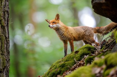 Kızıl tilki ormanda duruyor. Vahşi doğadaki yosunlu kayalarda yaşayan tek bir hayvan. Vulpes vulpları.