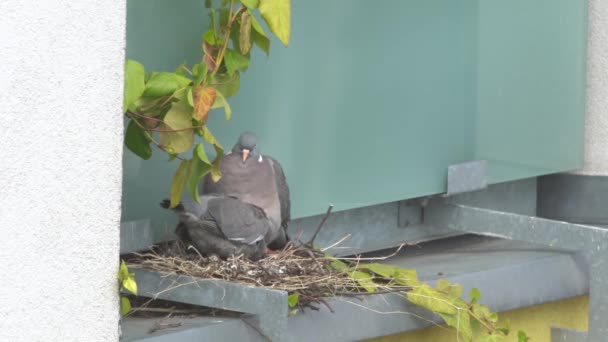Gołąb Gołębią Laską Gnieździe Kolumba Rodzicielstwo Zwierząt — Wideo stockowe