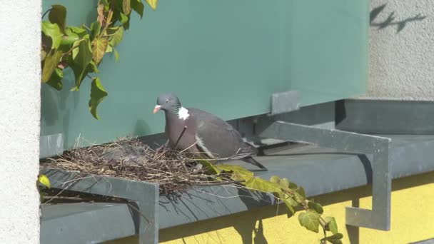成年的鸽子带着小鸽子走进鸟巢 普通鸽子的筑巢和养育 哥伦比亚棕榈 — 图库视频影像