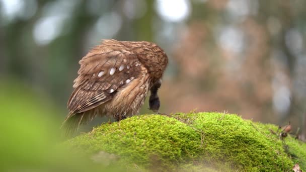 Tawny Owl Ničí Svou Lovenou Kořist Hlodavců Mechovém Kameni Lese — Stock video