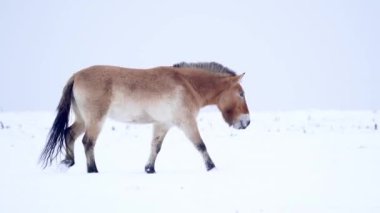 Karlı Przewalski Atı. Moğol vahşi atı kış doğasında yürüyor. Soğuk mevsim. Equus przewalskii Poliakov. İnsansız, izole bir at..
