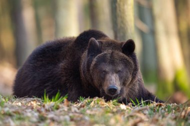 Kahverengi ayı güneşli bir günde ormanda yerde yatıyor. Ursus arctos, Avrupalı hayvan