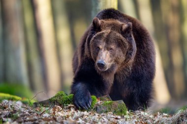 Güçlü bir boz ayı, güneşli bir ormanda dört ayak üzerinde duruyor, güç ve vahşi yaşam yayıyor. Ursus arktos.