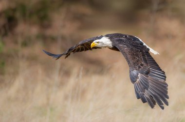 Görkemli Kel Kartal sineğe yakalanmış kanatları var. Bulanık sarı kahverengi arkaplanlı. Haliaeetus leucocephalus