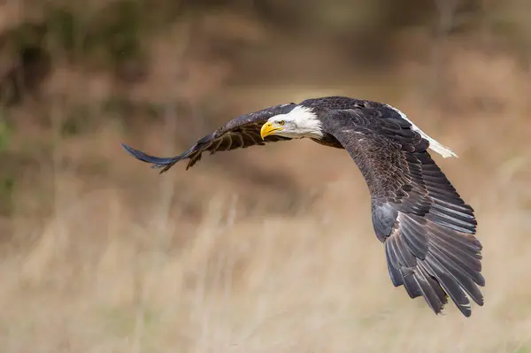 stock image Majestic Bald eagle with spread wings captured in the fly. with blurred yellow brown background. Haliaeetus leucocephalus