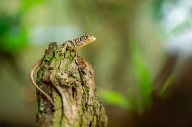 A close-up of a ocellated lizard perched on a tree stump, showcasing its scales and vibrant green surroundings in a natural habitat. Timon lepidus clipart