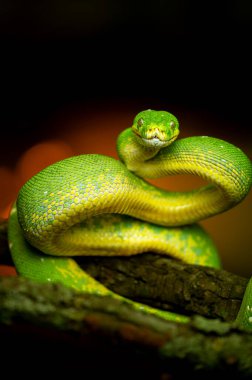 Canlı yeşil bir yılanın ayrıntılı bir görüntüsü, bir ağaç dalına sarılmış, koyu bir zemin üzerinde, pullarını ve yoğun bakışlarını vurguluyor. Yılanın dikey görüntüsü.