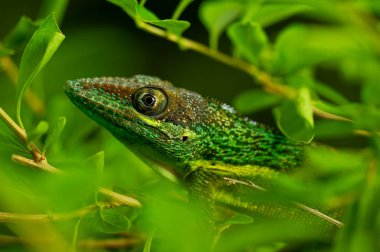 Canlı yeşil bir kertenkelenin detaylı yakın çekimi yemyeşil yaprakların arasında dinleniyor, karmaşık pullarını ve doğal ortamını gösteriyor. Ormandaki Lizard Hiddne 'a yakın çekim ekibi..