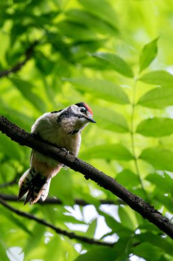 Canlı bir ağaçkakan yemyeşil yapraklarla çevrili bir ağaç dalına oturmuş renkli tüylerini ve doğal yaşam alanını gözler önüne seriyor..