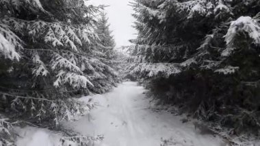 Huzurlu ve sakin bir kar yolu huzurlu ve güzel bir kozalaklı ormanın içinden geçiyor.