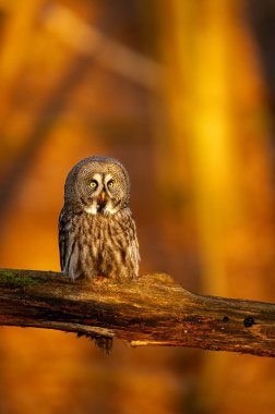 Great Gray Owl sitting on a branch with a golden autumn forest background, capturing a serene and focused moment in nature. clipart